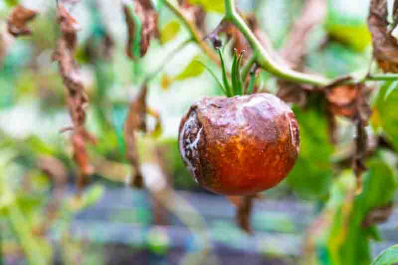 Diseased tomato hanging on plant inside greenhouse. Visible plant infection, damaged leaves, and crop loss caused by agricultural disease and poor growing conditions