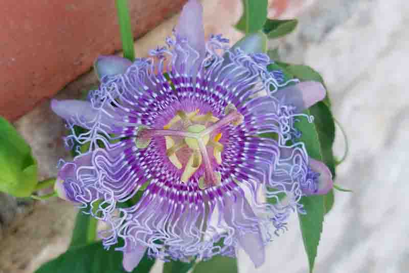 Purple Passionflower (Passiflora incarnata), also widely known as Passiflora.