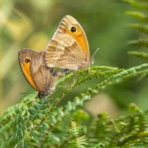 Meadow Brown Butterflies mating on a Fern