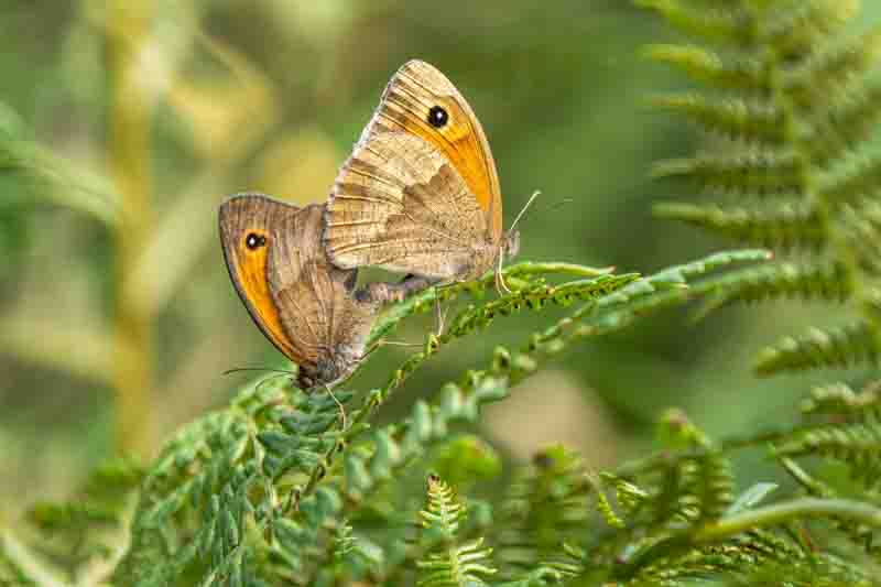 Meadow Brown Butterflies mating on a Fern