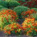 Orange pompon chrysanthemum flowers blooming in sunny autumn garden with colorful flower beds and lush green foliage. Seasonal floral landscape in botanical garden.
