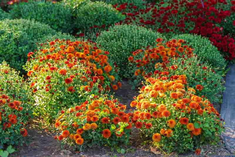 Orange pompon chrysanthemum flowers blooming in sunny autumn garden with colorful flower beds and lush green foliage. Seasonal floral landscape in botanical garden.
