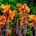 Beautiful canna flowers that bloom in summer.
