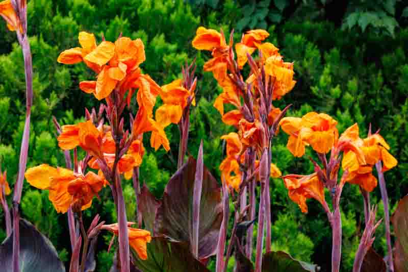 Beautiful canna flowers that bloom in summer.