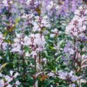 The garden's lovely, refined pink Penstemon flowers.