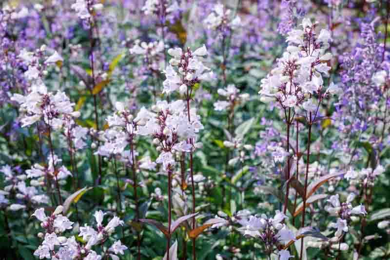 The garden's lovely, refined pink Penstemon flowers.