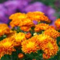 Bright orange pompon chrysanthemum flowers in full bloom creating vibrant floral background.