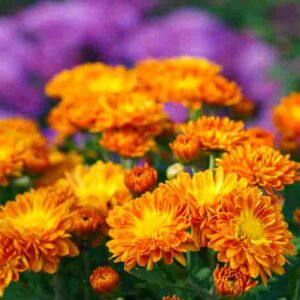 Bright orange pompon chrysanthemum flowers in full bloom creating vibrant floral background.