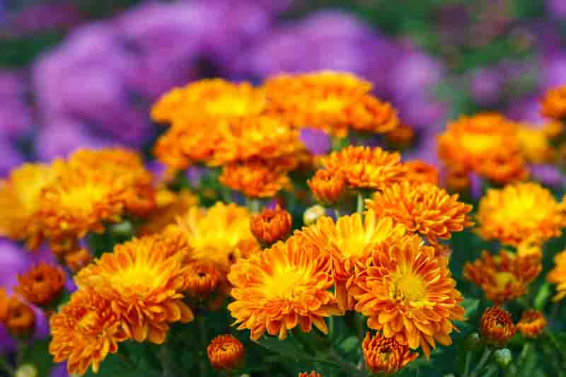 Bright orange pompon chrysanthemum flowers in full bloom creating vibrant floral background.