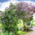 Road to the abandoned farm blooming lilac under the blue sky