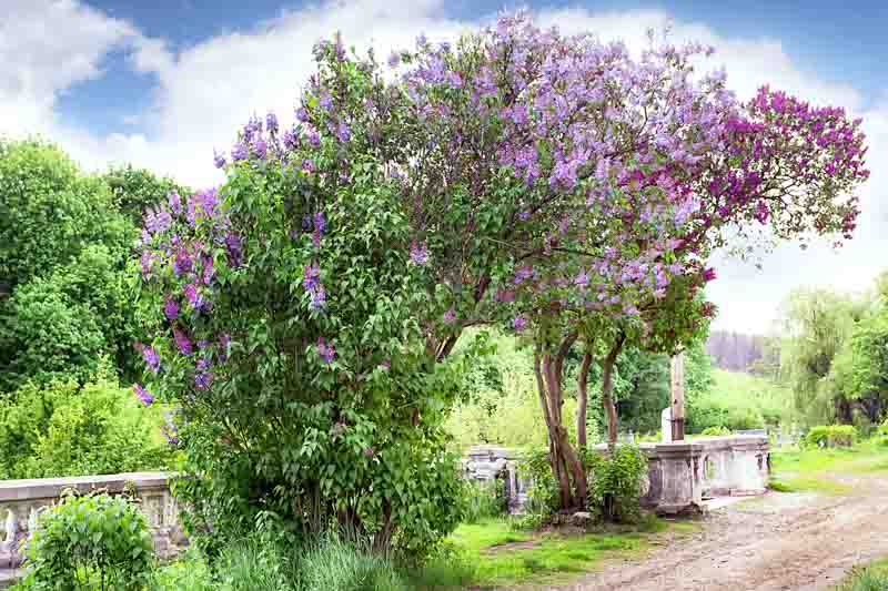 Road to the abandoned farm blooming lilac under the blue sky