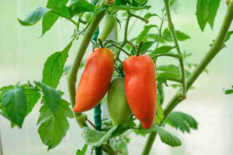 Tomato San Marzano, Solanum lycopersicum 'San Marzano, Plum tomatoes