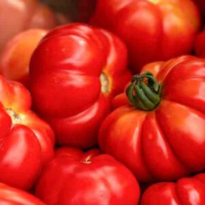 Tomato Beefsteak, Solanum lycopersicum 'Beefsteak', Beefsteak tomatoes