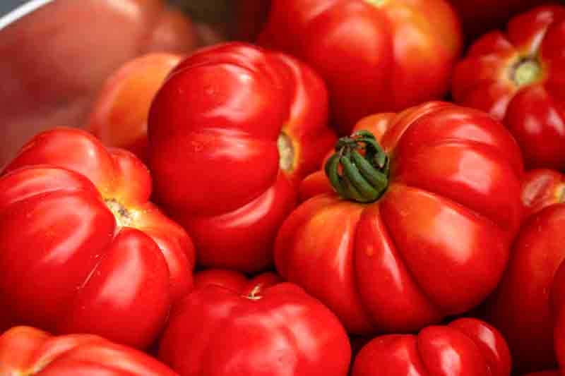 Tomato Beefsteak, Solanum lycopersicum 'Beefsteak', Beefsteak tomatoes