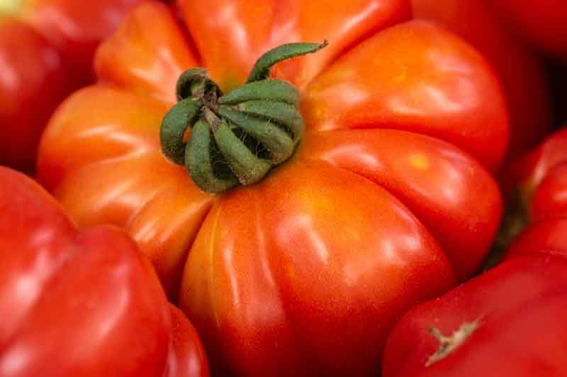 Tomato Beefsteak, Solanum lycopersicum 'Beefsteak', Beefsteak tomatoes