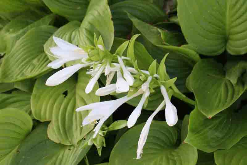 In the summer, plantain hosta (Hosta plantaginea) blooms in the garden.