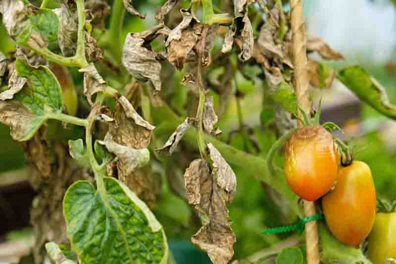 Tomato plants affected by late blight - Phytophthora infestans, showing brown lesions, wilted leaves, and ripening fruit for agriculture content.