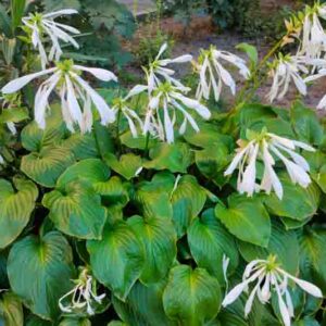 Hosta plantaginea with large lush green leaves and elegant white flowers, growing as an ornamental garden plant.