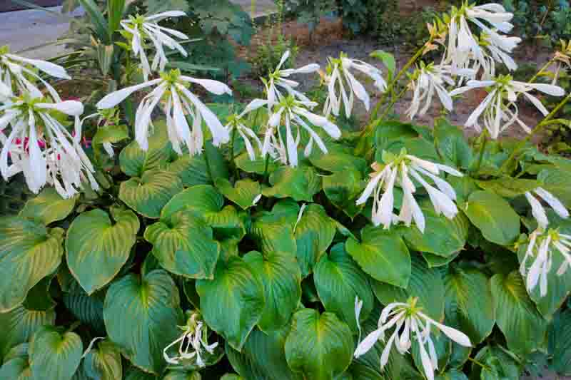 Hosta plantaginea with large lush green leaves and elegant white flowers, growing as an ornamental garden plant.