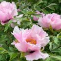 Blossoming peony tree Paeonia suffruticosa pink flowers