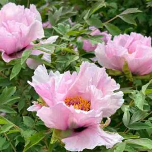 Blossoming peony tree Paeonia suffruticosa pink flowers