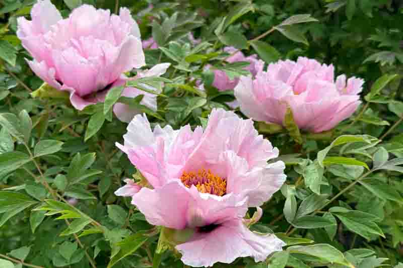 Blossoming peony tree Paeonia suffruticosa pink flowers