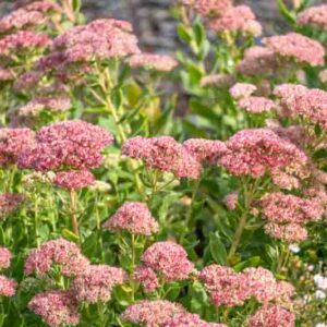 Pink stonecrop clusters rise above thick upright stems and fleshy leaves. Overlapping flower heads create a textured garden display.