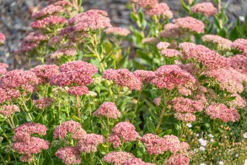 Pink stonecrop clusters rise above thick upright stems and fleshy leaves. Overlapping flower heads create a textured garden display.
