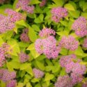 Spirea, Spiraea japonica, Japanese Spirea