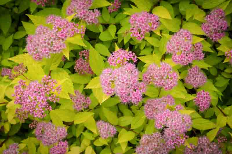 Spirea, Spiraea japonica, Japanese Spirea