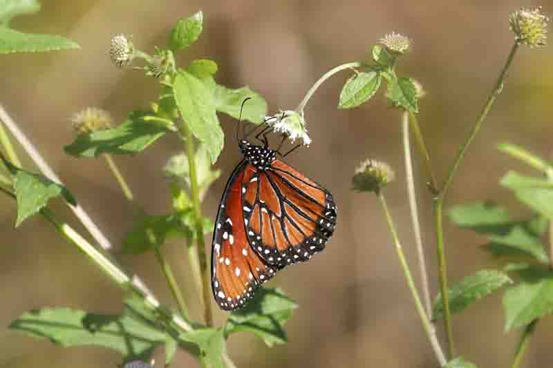 Queen Butterfly, Danaus gilippus