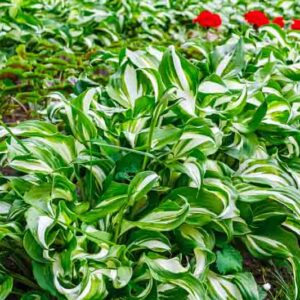 Best Variegated Hostas for Shade Gardens