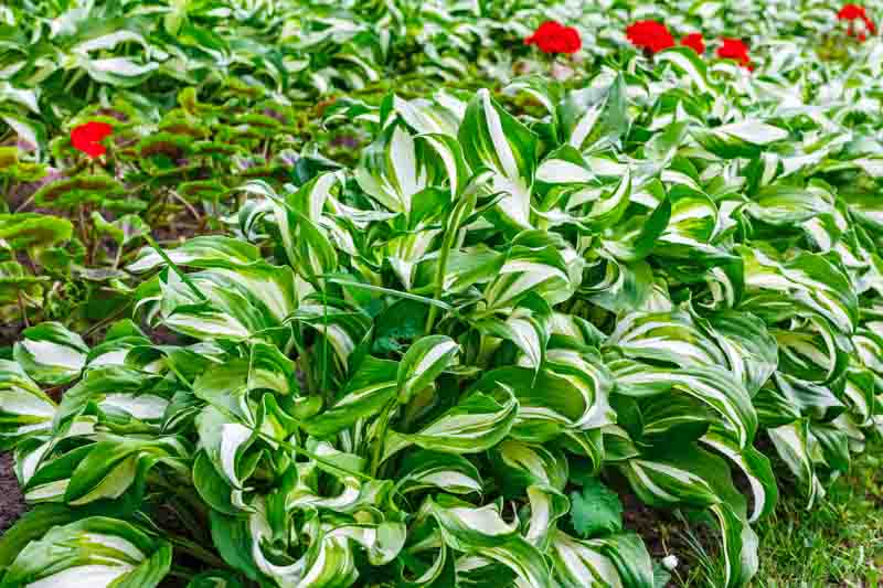 Best Variegated Hostas for Shade Gardens