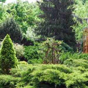 Beautiful landscape design, evergreen trees and shrubs in sunlight. Modern landscaping: Fir trees, spruces, arborvitae, thuja, evergreen shrubs and bushes.