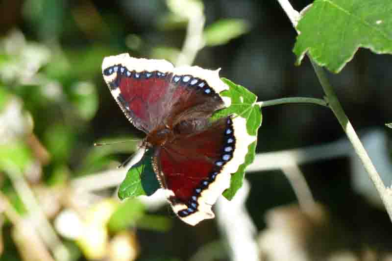 Mourning Cloak butterfly, Nymphalis antiopa