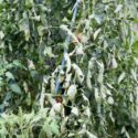 Why Tomato Leaves Curl Up, Down or Twist