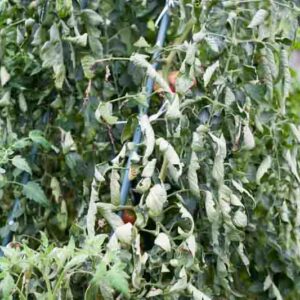 Why Tomato Leaves Curl Up, Down or Twist