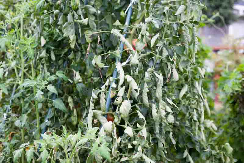 Why Tomato Leaves Curl Up, Down or Twist