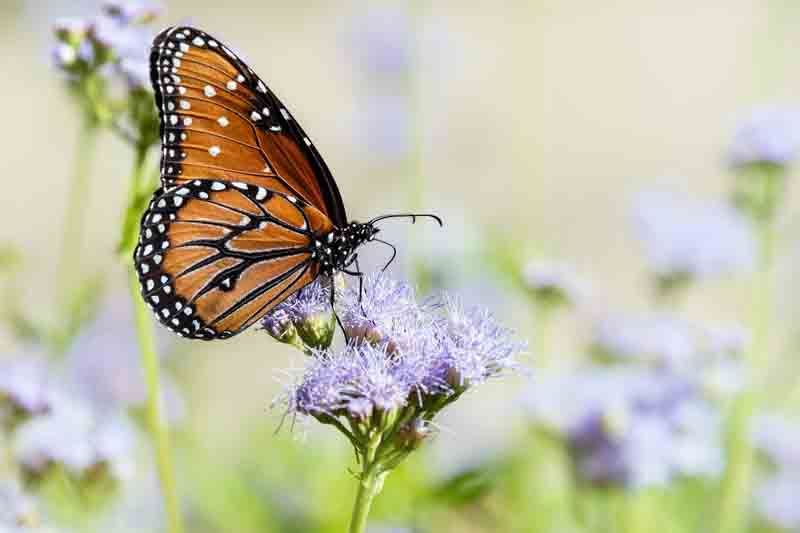 Queen Butterfly, Danaus gilippus