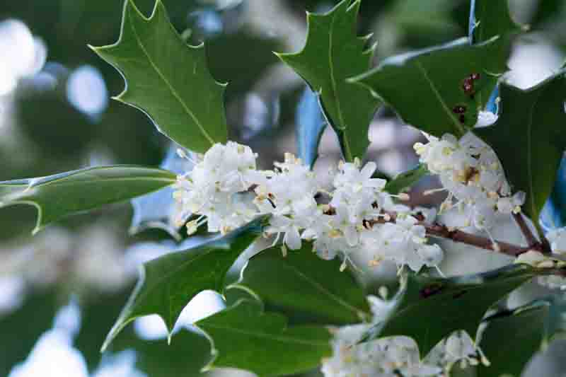 Osmanthus heterophyllus, Holly Osmanthus, Holly Olive, Chinese Holly, False Holly, Fragrant Shrub, Fragrant Tree