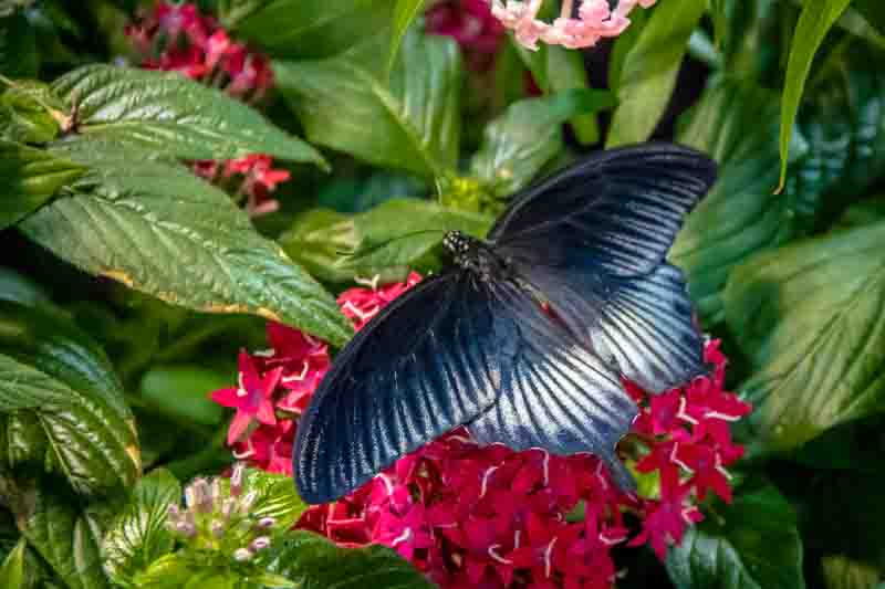 Pipevine Swallowtail butterfly (battus philenor)