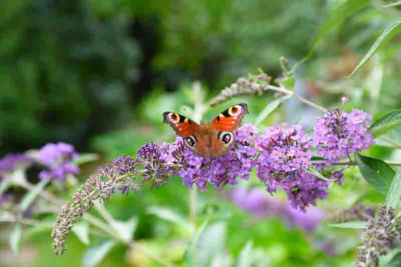 Peacock butterfly on a buddleja bush in summer, fresh summer smell