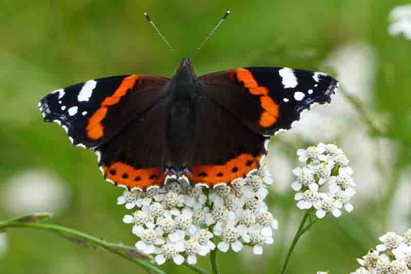 Red Admiral butterfly resting on yarrow flowers in the garden