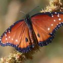 Queen Butterfly, Danaus gilippus