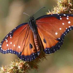 Queen Butterfly, Danaus gilippus
