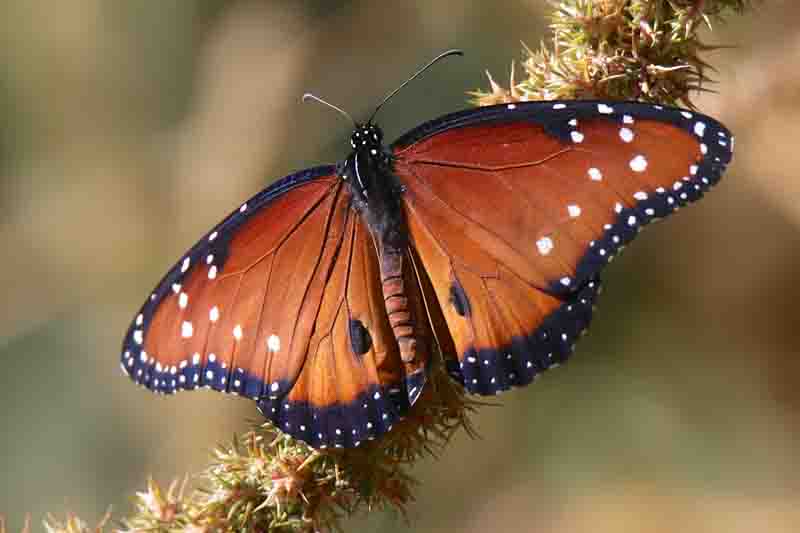 Queen Butterfly, Danaus gilippus
