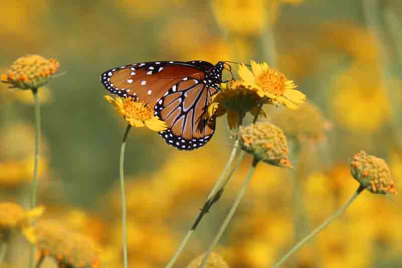 Queen Butterfly, Danaus gilippus