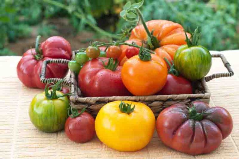 tomato-varieties-best-types-for-every-garden