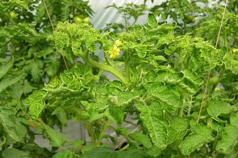 tomato yellow leaf curl virus (TYLCV) (Begomovirus TYLCV)