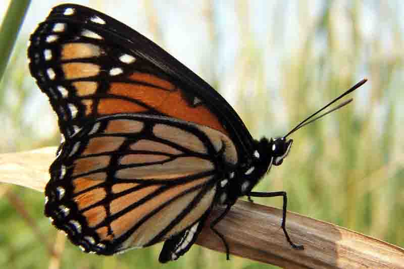 viceroy butterfly (Limenitis archippus)_